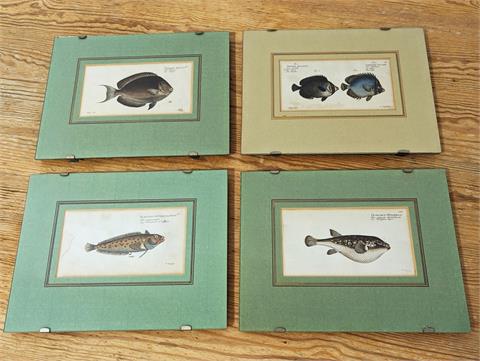 Vier alte kolorierte Kupferstiche mit Fischmotiven